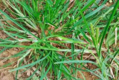 Mengenal Lebih Dekat Manfaat Rumput Belulang Bagi Kesehatan Tubuh