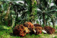 Perekonomian Sumsel Melaju Kencang, Dua Komoditas Unggulan Ini jadi Penopang Kesejahteraan Masyarakat