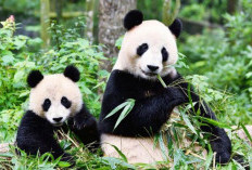 5 Alasan Mengapa Panda Sangat Menyukai Bambu