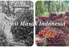 Sawit Masuk Indonesia Tahun 1848, dan Tahun 1869 Disebut Sumsel dan Muara Enim