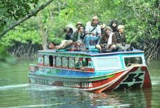 Keindahan Permata Indah Wisata Mangrove Sungsang IV: Surga Alam di Pesisir Banyu Asin!