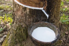 Perkebunan Rakyat Jadi Benteng Ekonomi Muara Enim, Produksi Capai 256 Ribu Ton