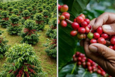 Dikira Pagaralam Ternyata Bukan! Daerah Penghasil Kopi Terbesar di Sumsel Siap Mengglobal