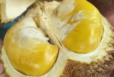 Efek dan Khasiat di Dapat Konsumsi Durian