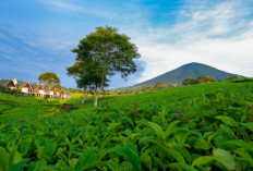 Gunung Dempo: Pesona Alam, Hawa Sejuk, dan Legenda Mistis yang Menanti Dijelajahi