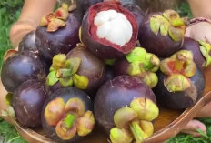 Ini Khasiat Buah Manggis, Memiliki Berbagai Khasiat Untuk Kesehatan