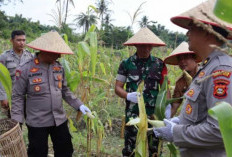Sinergi Polri Panen Jagung Perdana dari Eks Lahan Tambang