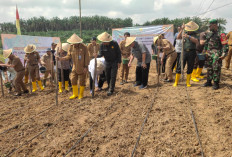 Simbolis Tanam 3 Hektar, Program KESATRIA Integrasikan Sawit Dengan Padi Gogo