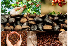 Sumatera Selatan: Pemimpin Produksi Kopi Indonesia, Sudah 10 Tahun Terakhir