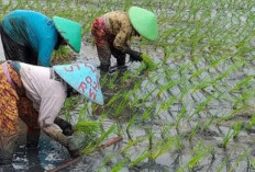 Solusi Pertanian Masa Depan, Mina Padi untungkan Petani!