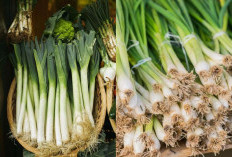 Daun Bawang Dapat Mendukung Sistem Kekebalan Tubuh Lo!