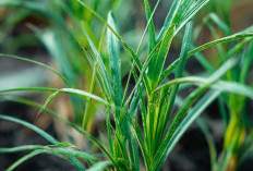 Benarkah Rumput Teki Bisa Digunakan Sebagai Obat Herbal ?