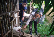 Hewan Buas Teror Ternak Kambing Warga