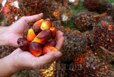 Selain Sawit, Karet Tetap Jadi Penopang Ekonomi Ribuan Petani Sumsel