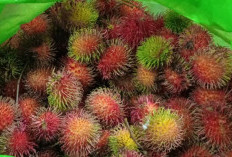 Tingkatkan Daya Tahan Tubuh Cukup Konsumsi Buah Rambutan