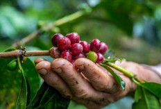 3 Daerah di Sumsel Terdepan dalam Produksi Kopi. Cek Fakta Mungkin Daerah Kamu?