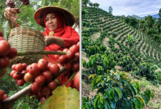 Sumsel Punya Satu Daerah Rajanya Soal Kopi