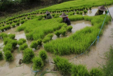 Sumsel Siapkan 48.000 Ha Sawah Baru: Langkah Gila  Bersaing dengan Jawa Tengah!