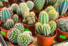 Cara Budidaya Kaktus Mini: Tips Praktis Biar Cantik, Sehat, dan Untung