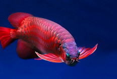 Rahasia Tenang di Balik Kaca Akuarium: Hobi Ikan Hias yang Bikin Ketagihan