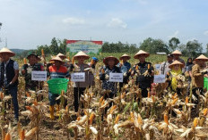 Dukung SPN, Polres Muara Enim Panen Raya Jagung Serentak