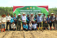 Perkuat Ketahanan Pangan Nasional, Tanam Jagung di Lahan 41 Hektare