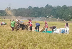 Tak Disangka! Banyuasin Tembus 3 Besar Nasional, Juara 1 Sumatera Penghasil Padi & Beras!