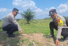 Pertumbuhan Jagung Tidak Tumbuh Optimal    