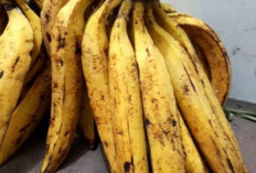 8 Khasiat Pisang Tanduk yang Harus Anda Ketahui