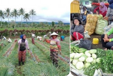 Selain Migas dan Batubara, Sumsel Terkenal Daerah Penghasil Sayuran: Ratusan Ribu Kuintal per Tahun