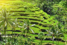 Gila! 48.000 Sawah Baru Dicetak, Sumsel Siap Geser Jawa Tengah