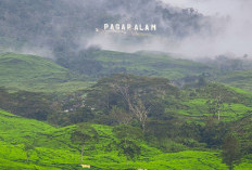 Wisata Gunung Dempo Pagaralam, Spot Foto Instagramable dengan Panorama Kebun Teh
