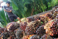 Dari Kopi ke Sawit: Muara Enim Mantapkan Diri Sebagai Sentra Perkebunan Unggulan Sumsel