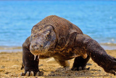 5 Fakta Komodo, Kadal Terbesar Dunia yang Hanya Hidup di Indonesia