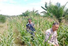 Bhabinkamtibmas Dampingi Petani Cek Pertumbuhan Jagung