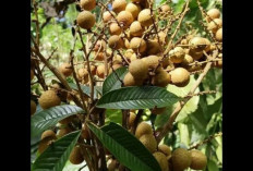 Perbedaan Buah Kelengkeng dan Pedare, Yuk Simak Biar Tambah Wawasan