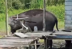 Kawanan Gajah Liar Masuk Pemukiman Warga