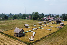 Nikmati Wisata Alam Hijau dan Kuliner di Tengah Sawah di Palembang