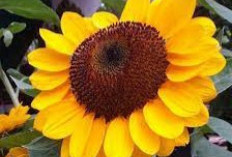 8 Manfaat Bunga Matahari untuk Kesehatan