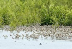 7 Surga Wisata di Sumsel: Liburan Jauh dari Kota, Dekat dengan Alam & Edukasi Keluarga