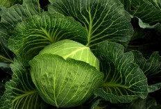 Pagaralam & Semende Jadi Raja Sayur Sumsel! Produksi Meledak, Peluang Cuan Terbuka
