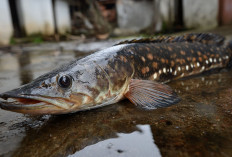 5 Khasiat Dari Ikan Gabus