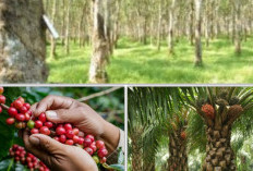 Kabupaten Muara Enim Itu Daerah Sawit, Karet atau Kopi? Ini Datanya