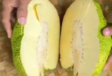 Sukun Kaya Akan Serat! Baik Untuk Pencernaan dan Membantu Menjaga Berat Badan Ideal