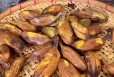 Tinggi Kandungan Kalori, Pisang Rebus Banyak Manfaat Diperoleh