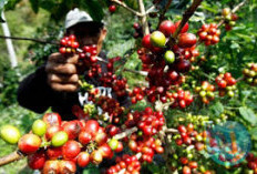 Punya Tiga Kecamatan Berhawa Dingin, Daerah di Muara Enim Ini Penghasil Kopi Terkenal di Indonesia