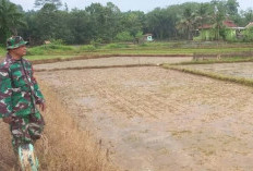 TNI Turun ke Sawah: Babinsa Koramil 04/Gunung Megang Dukung Petani Tingkatkan Produktivitas