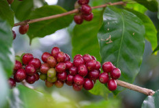 Daerah Ini Penghasil Kopi Nomor 1, Jaraknya 295 Km Palembang Berbatasan dengan Lampung dan Bengkulu