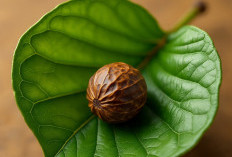 4 Daun yang Dapat Digunakan Untuk Menghilangkan Flek Hitam