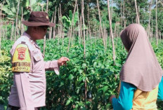 Monitoring Tanaman Cabai Program Ketahanan Pangan Desa Lingga